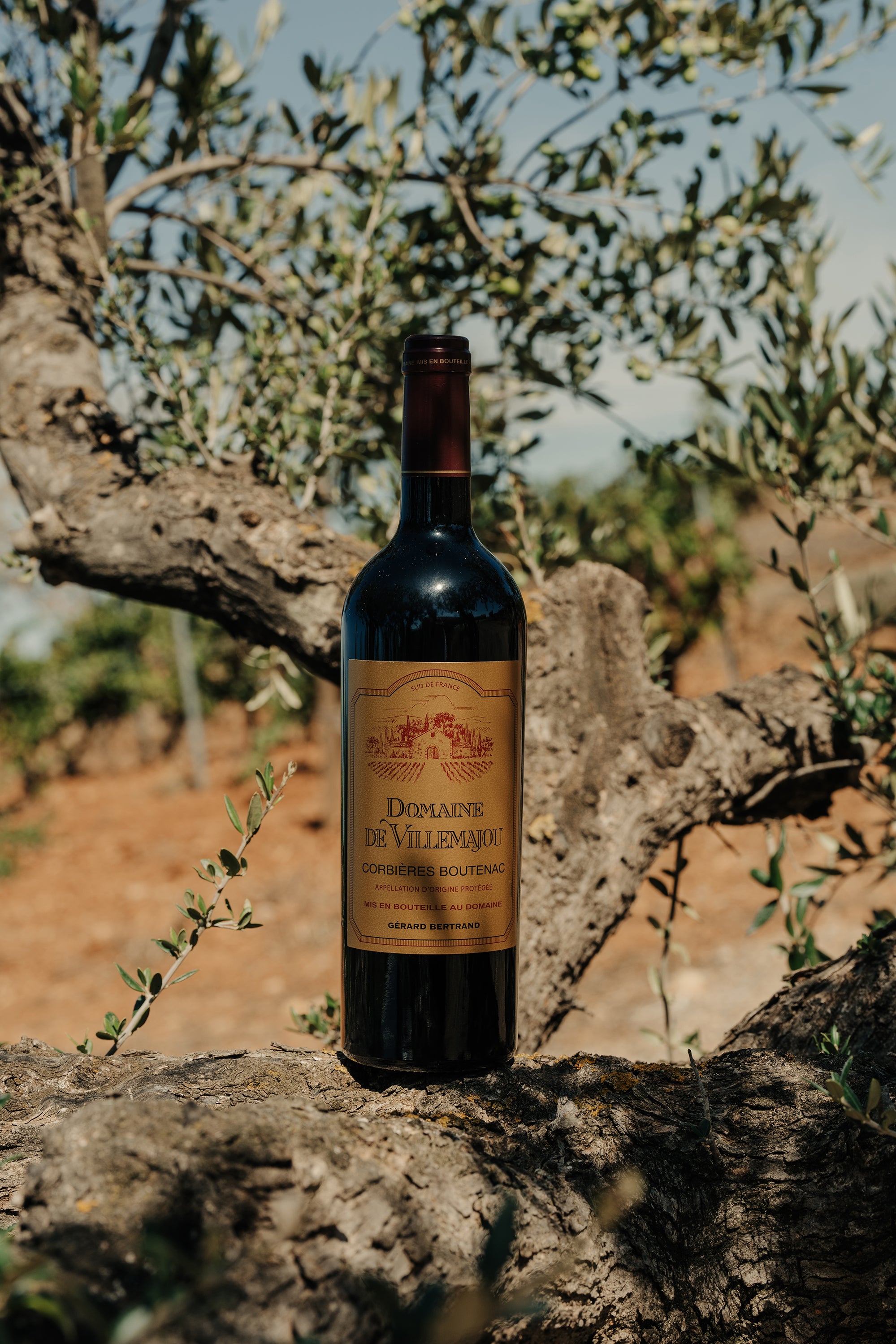 Bouteille du Domaine de Villemajou présentée sur une branche d'olivier
